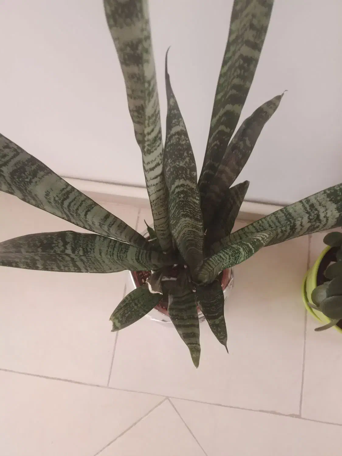 انواع گل با قیمت مناسب|گل و گیاه طبیعی|هشتگرد, فاز ۲ مهستان|دیوار