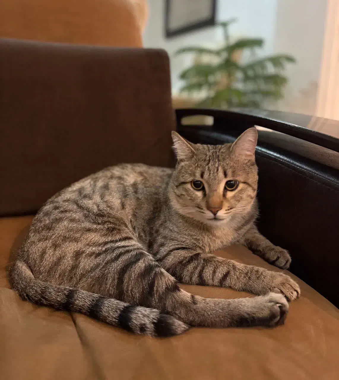 گربه دو رگه|گربه|شاهرود, |دیوار