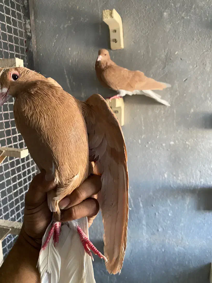 نروماده شهری پرتغالی|پرنده|شیراز, وزیرآباد|دیوار