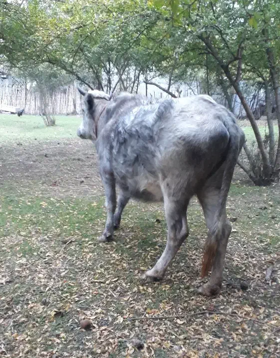 گاو شکم دار|حیوانات مزرعه|رضوانشهر, |دیوار