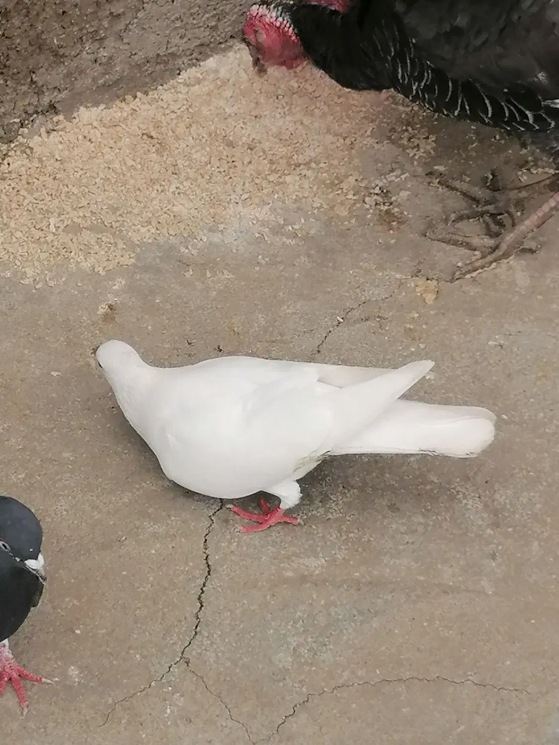 طوقی|پرنده|دهدشت, |دیوار