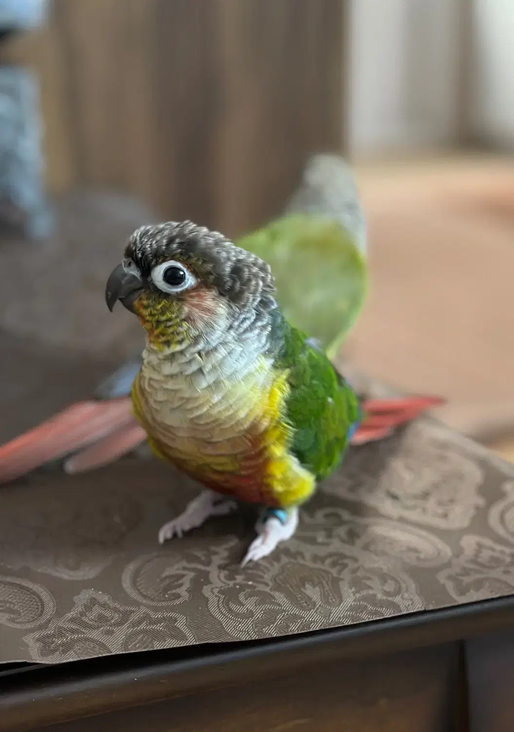 طوطی گرینچیک|پرنده|تهران, جوادیه تهرانپارس|دیوار