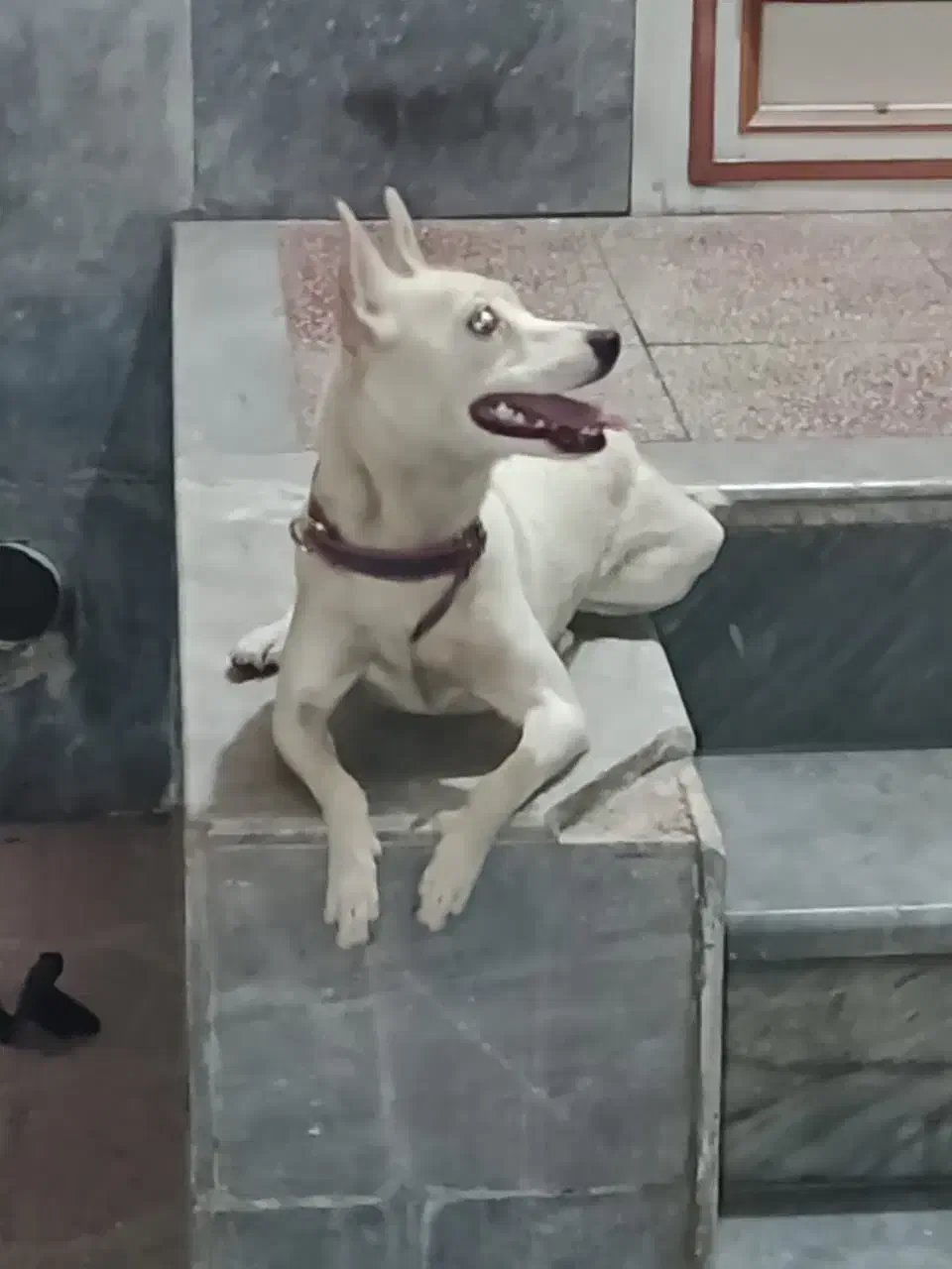 واگذاری سگ|سگ|شیراز, فاضل|دیوار