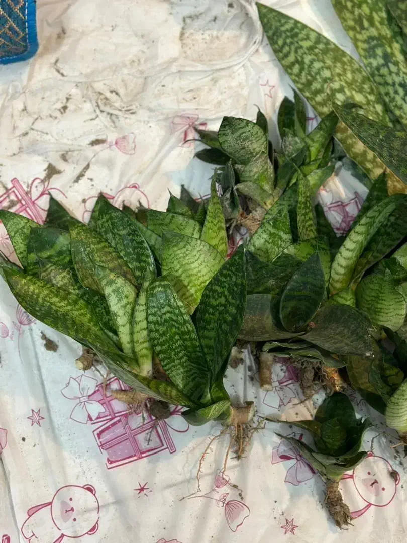 حراج سانسوریا غلافی ۵۰|گل و گیاه طبیعی|کازرون, |دیوار