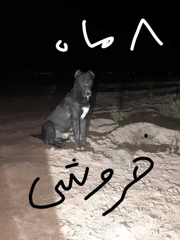 وگذار توله افغان نژاد خالص|سگ|جنگل, |دیوار