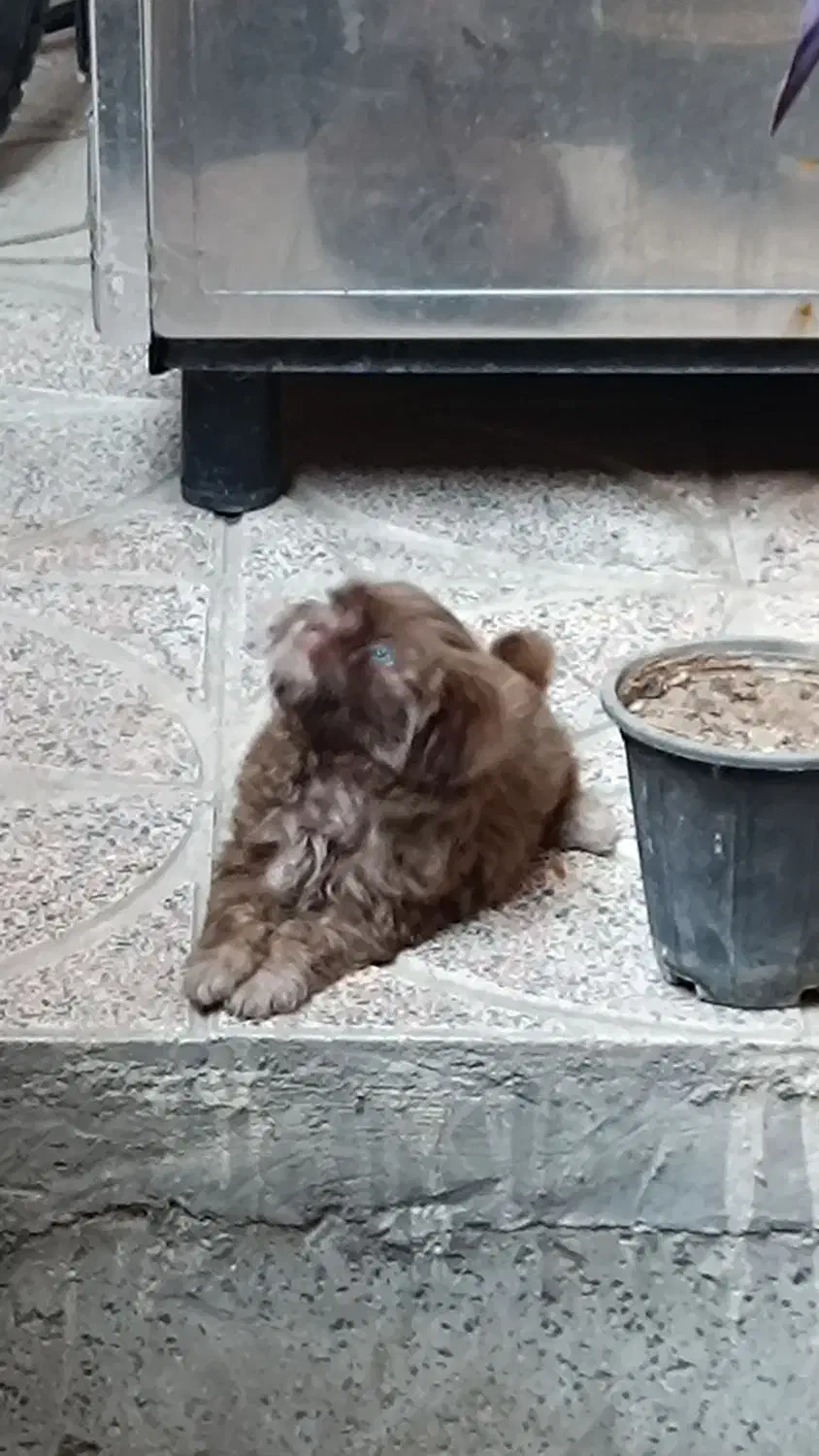 شیتزو چشم آبی بازیگوش پر انرژی خیلی باهوش|سگ|کرج, مصباح|دیوار