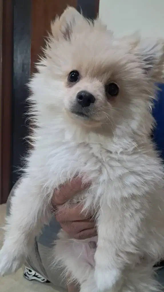 پامرین|سگ|شیراز, انجیره|دیوار