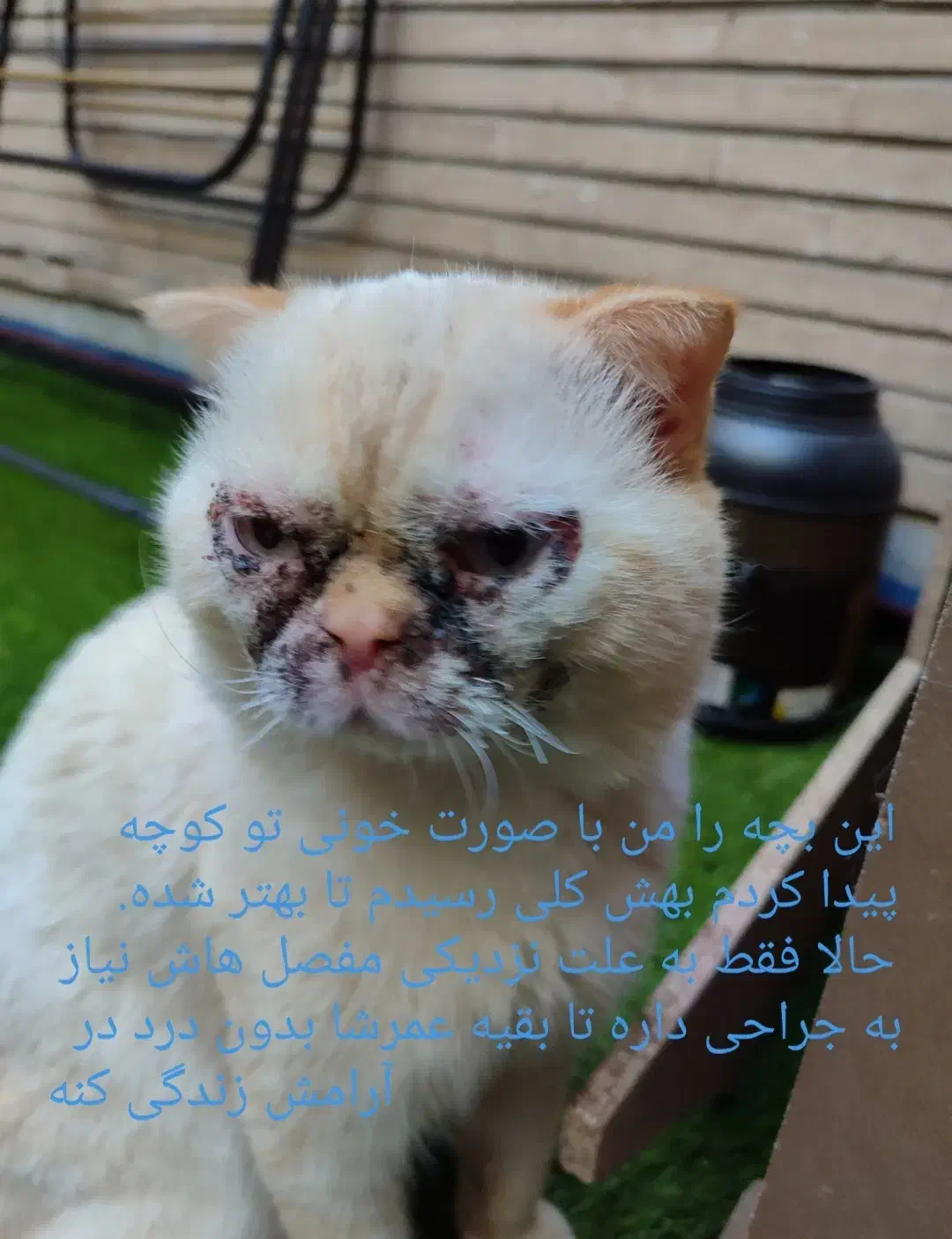 گربه امدادی|گربه|شیراز, حافظیه|دیوار