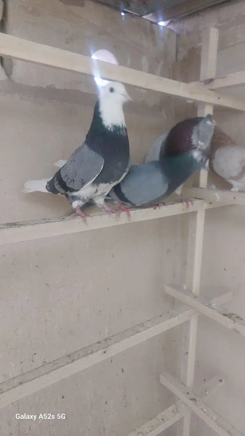 کبوتر|پرنده|قم, انسجام|دیوار