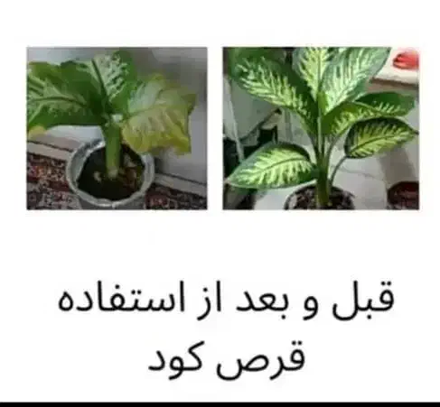 قرص کود (محصولات کشاورزی ارگانیک )|گل و گیاه طبیعی|صدرا-فارس, فاز ۱|دیوار