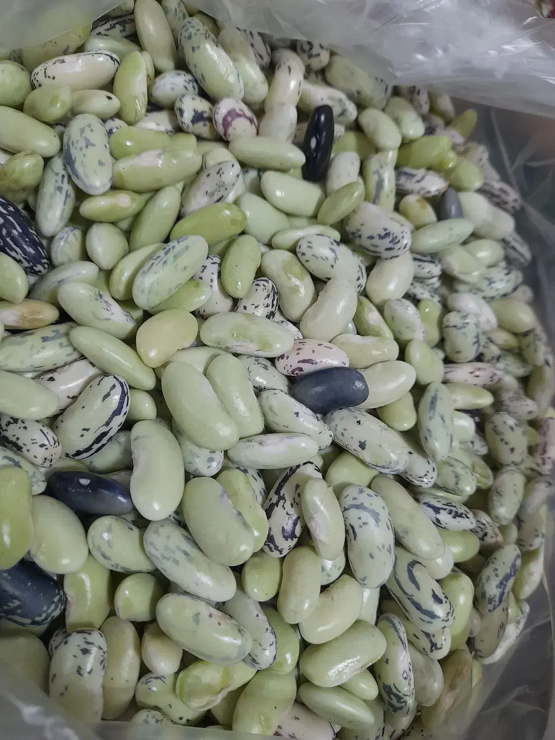 باقالی پاک شده|خوردنی و آشامیدنی|ماسال, |دیوار