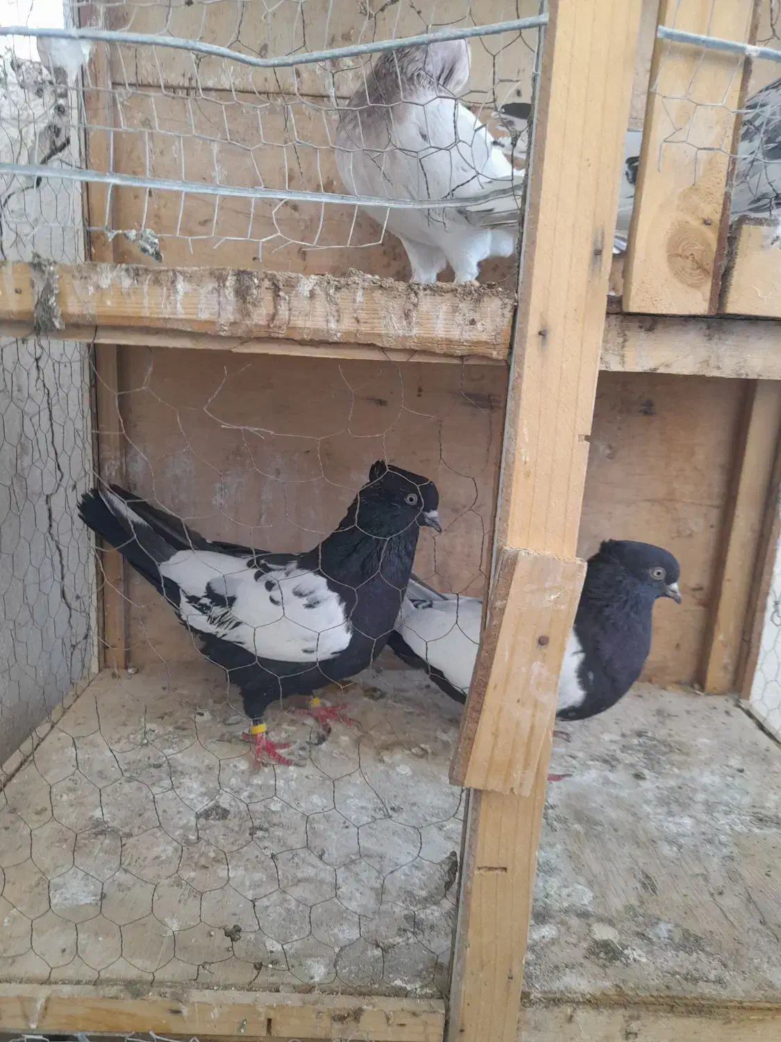کفتر سینه ای|پرنده|محمدشهر, شهرک پیام (مهرالبرز)|دیوار
