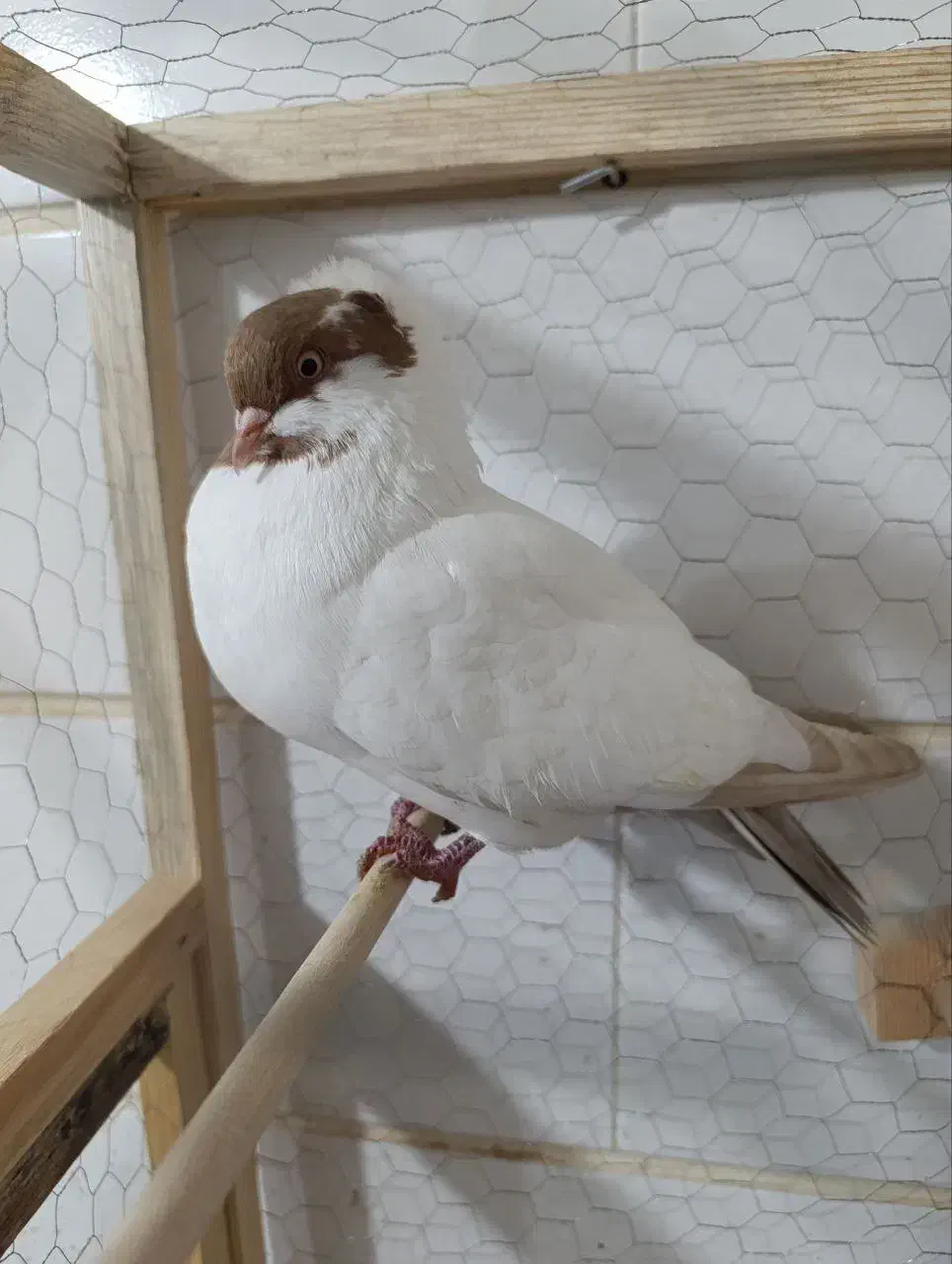 کبوتر کاکولی|پرنده|قزوین, |دیوار