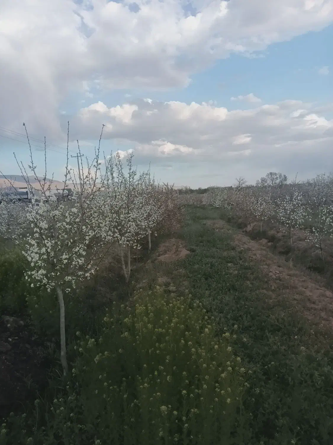 باغ|خدمات باغبانی و درختکاری|زبرخان, |دیوار