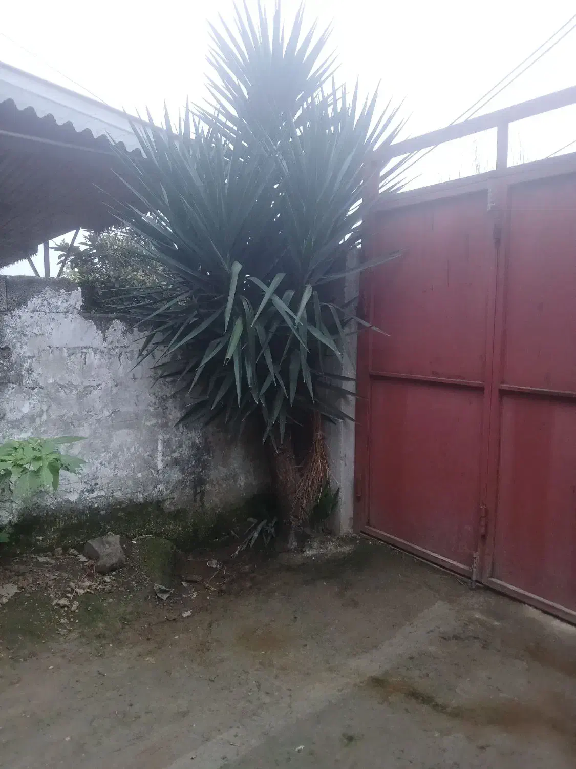 درخت یوکا|گل و گیاه طبیعی|تالش, هشتپر|دیوار