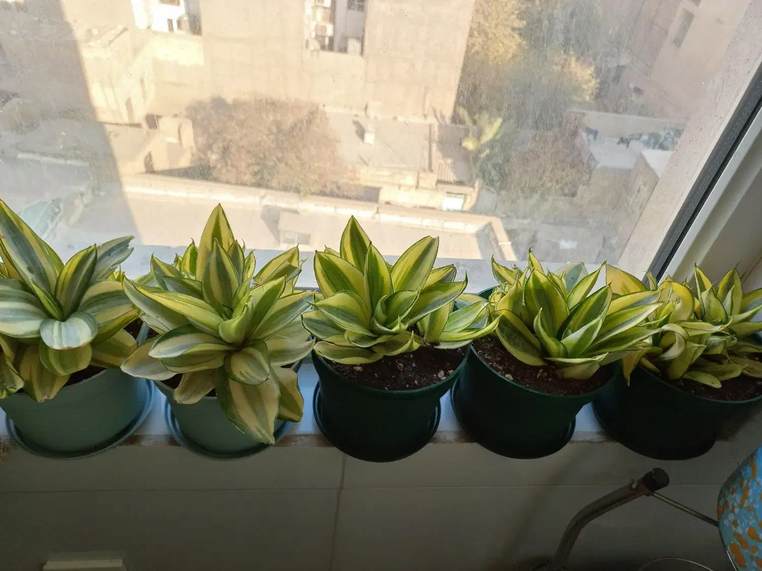 گلدون سانسوریا|گل و گیاه طبیعی|ری, تقی آباد|دیوار