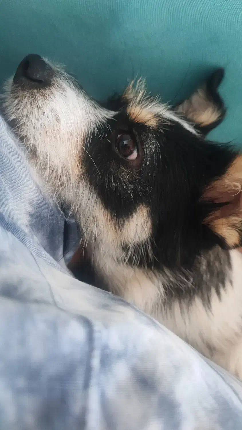 سگ اپارتمانی|سگ|ارومیه, |دیوار