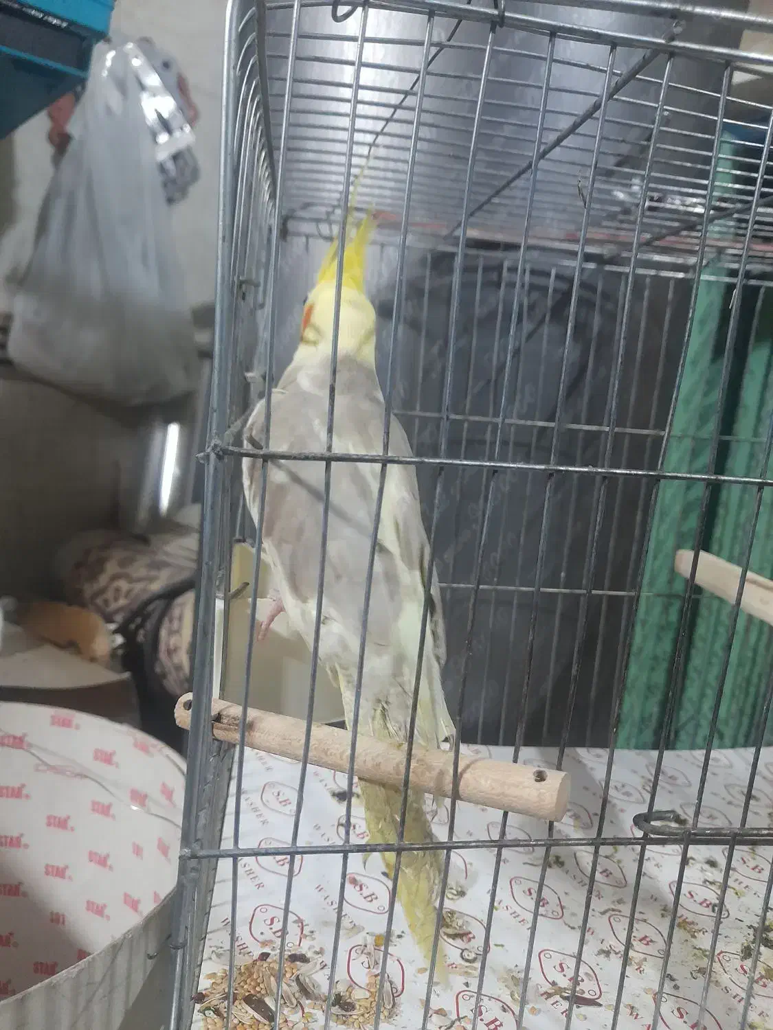 عروس هلندی سخنگو|پرنده|نسیمشهر, |دیوار