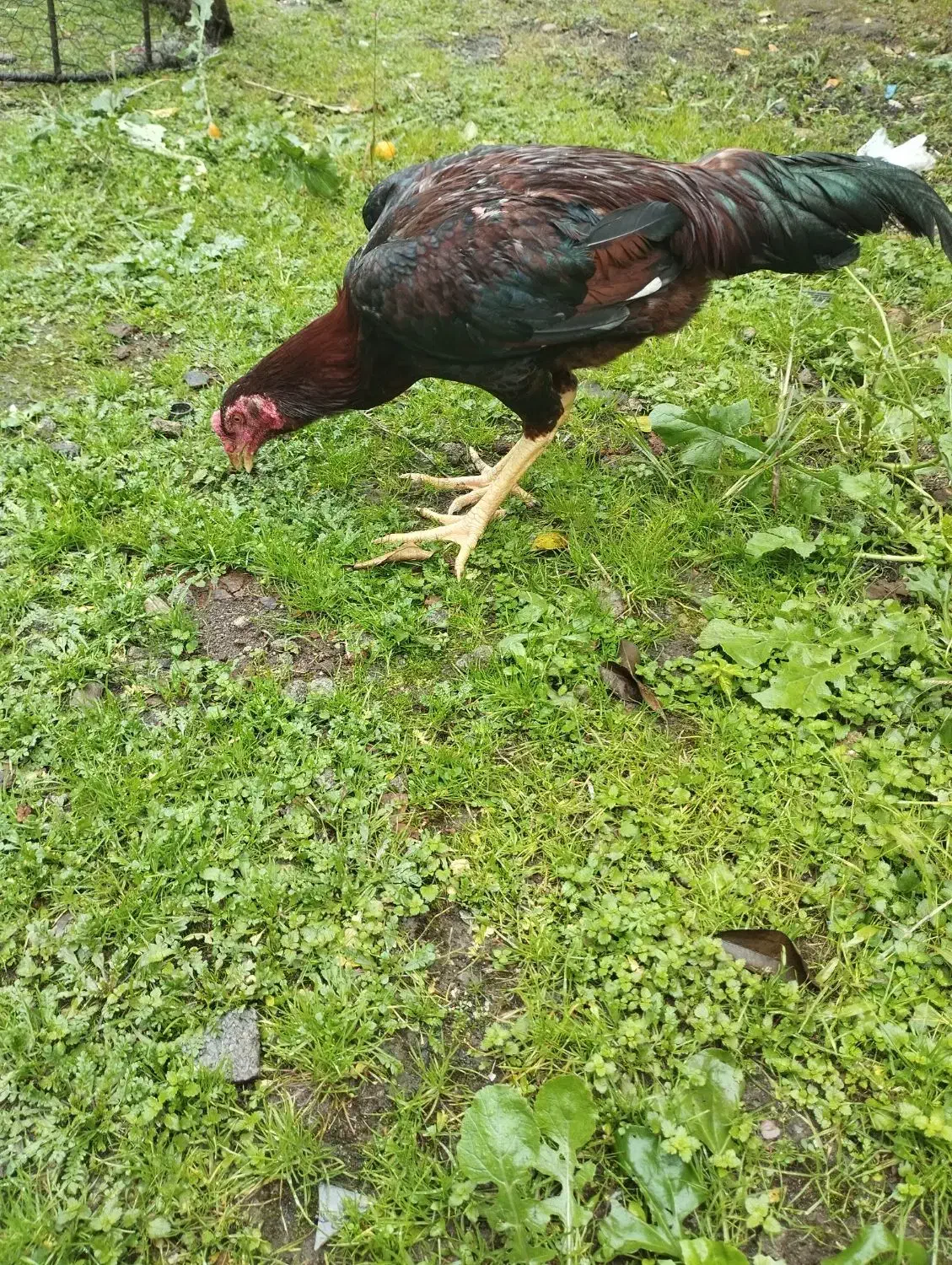 خروس لاری نصلدار|حیوانات مزرعه|نوشهر, |دیوار