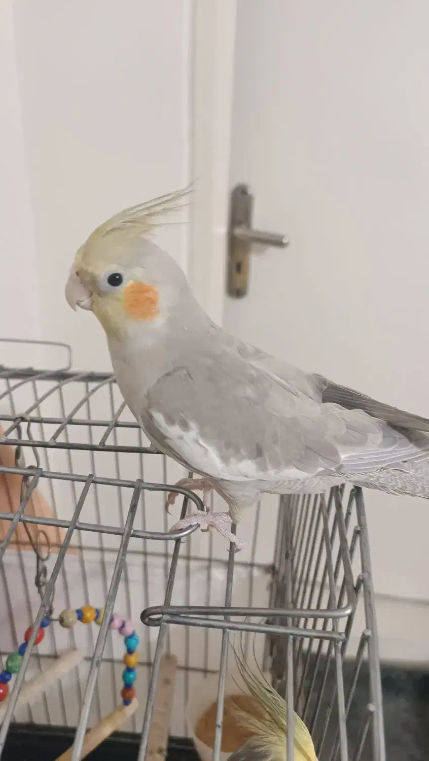 عروس هلندی یک جفت و دو تا جوجه هفت ماهه|پرنده|تهران, درکه|دیوار