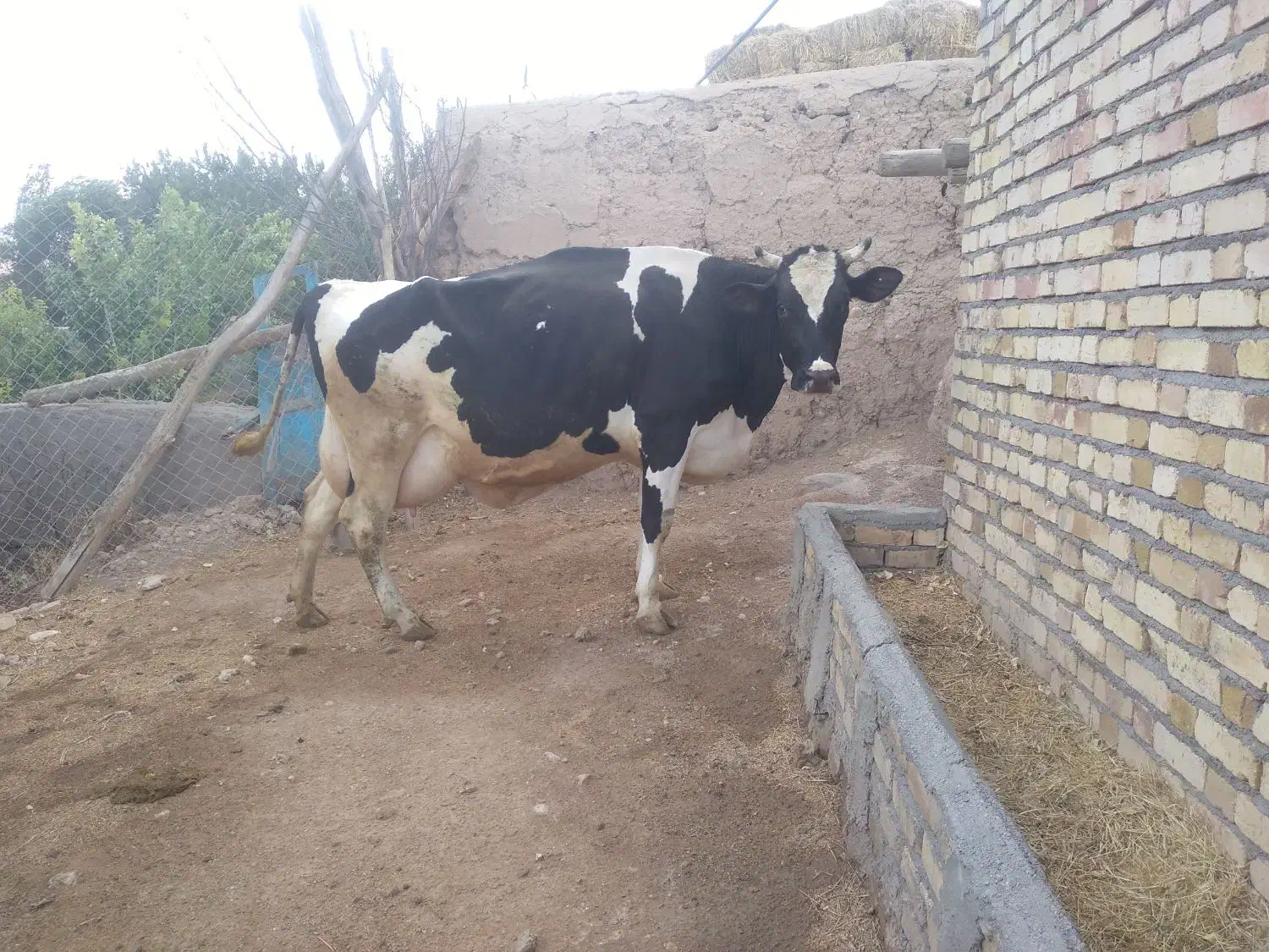 گاو اصیل هلشتاین|حیوانات مزرعه|سجاس رود, |دیوار