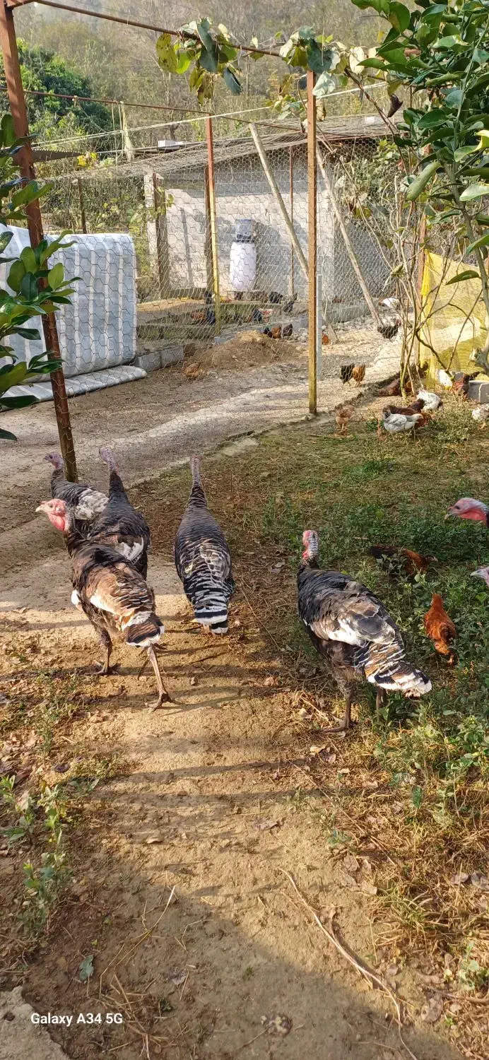 بوقلمون 'مرغ'جوجه س۳ماهه کاملاسالم|حیوانات مزرعه|سیاهکل, |دیوار