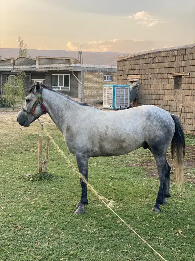 اسب|اسب و تجهیزات اسبسواری|ارومیه, |دیوار