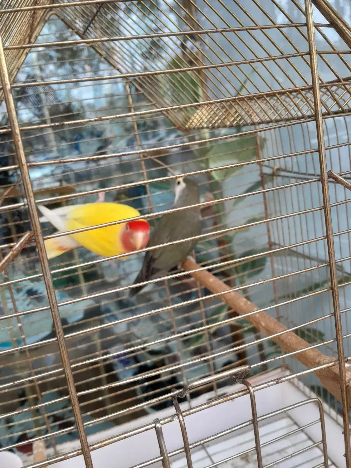 وقت نداشتن رسیدگی به پرنده|پرنده|لاهیجان, شهرک سلمان فارسی|دیوار