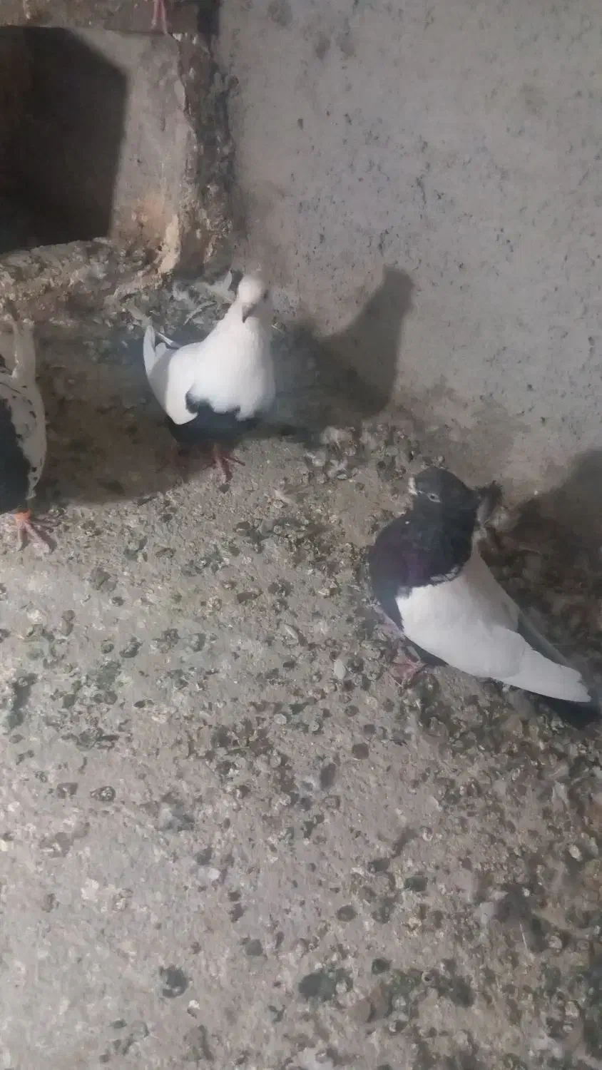 کبوتر نر و ماده کله سیاه|پرنده|اشترینان, |دیوار