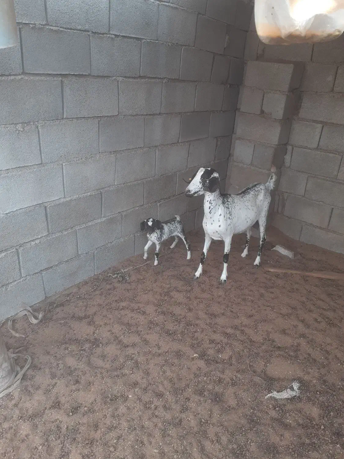 بزجوان|حیوانات مزرعه|قلعه قاضی, |دیوار