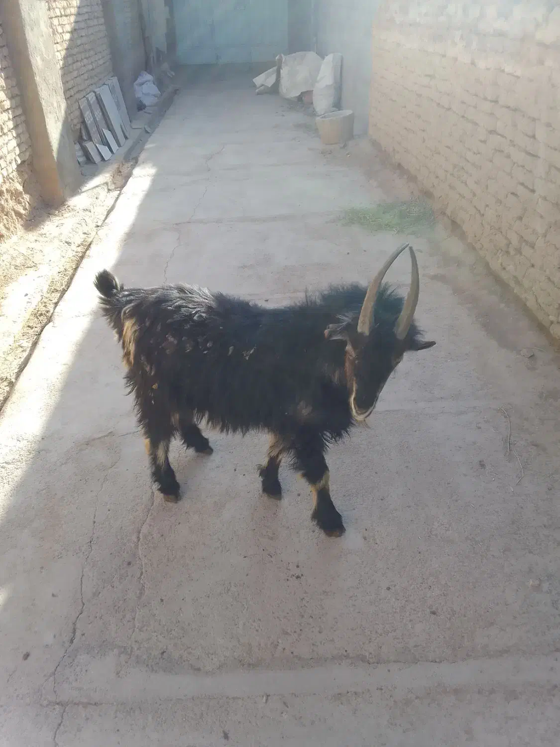 پیش رو|حیوانات مزرعه|بروجن, |دیوار