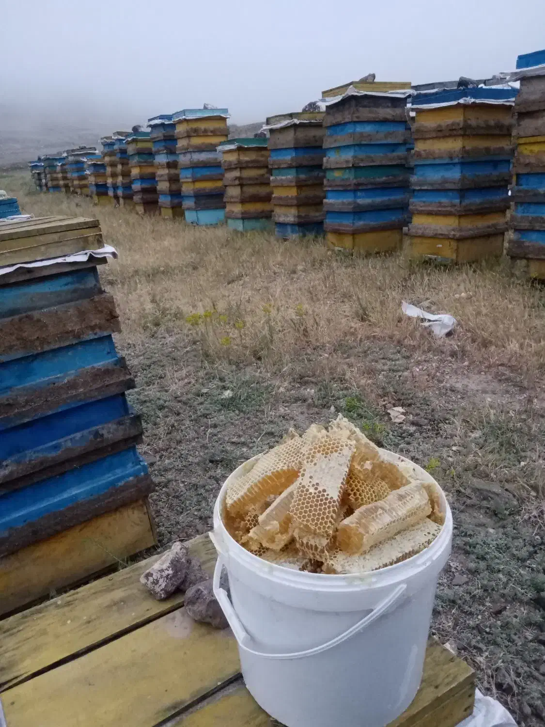 فروش زنبور قوی|حیوانات مزرعه|شفت, |دیوار