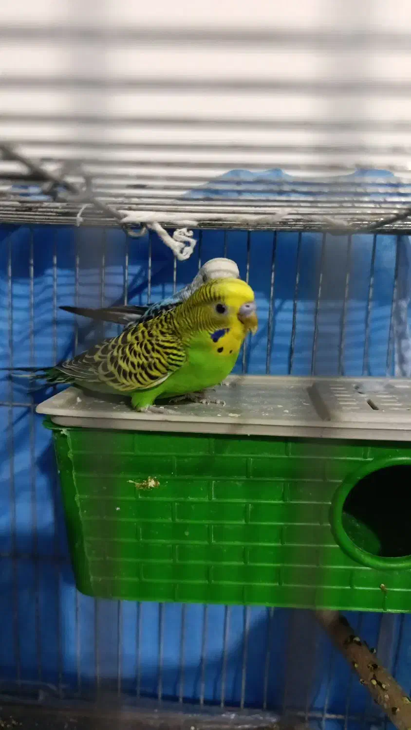 مرغ عشق مولد|پرنده|شیراز, مسلم|دیوار