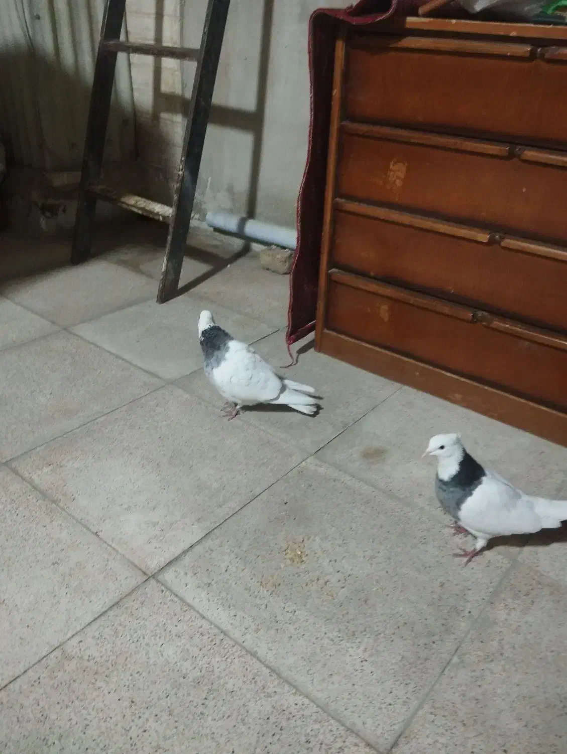 کبوتر|پرنده|ری, فیروزآبادی|دیوار