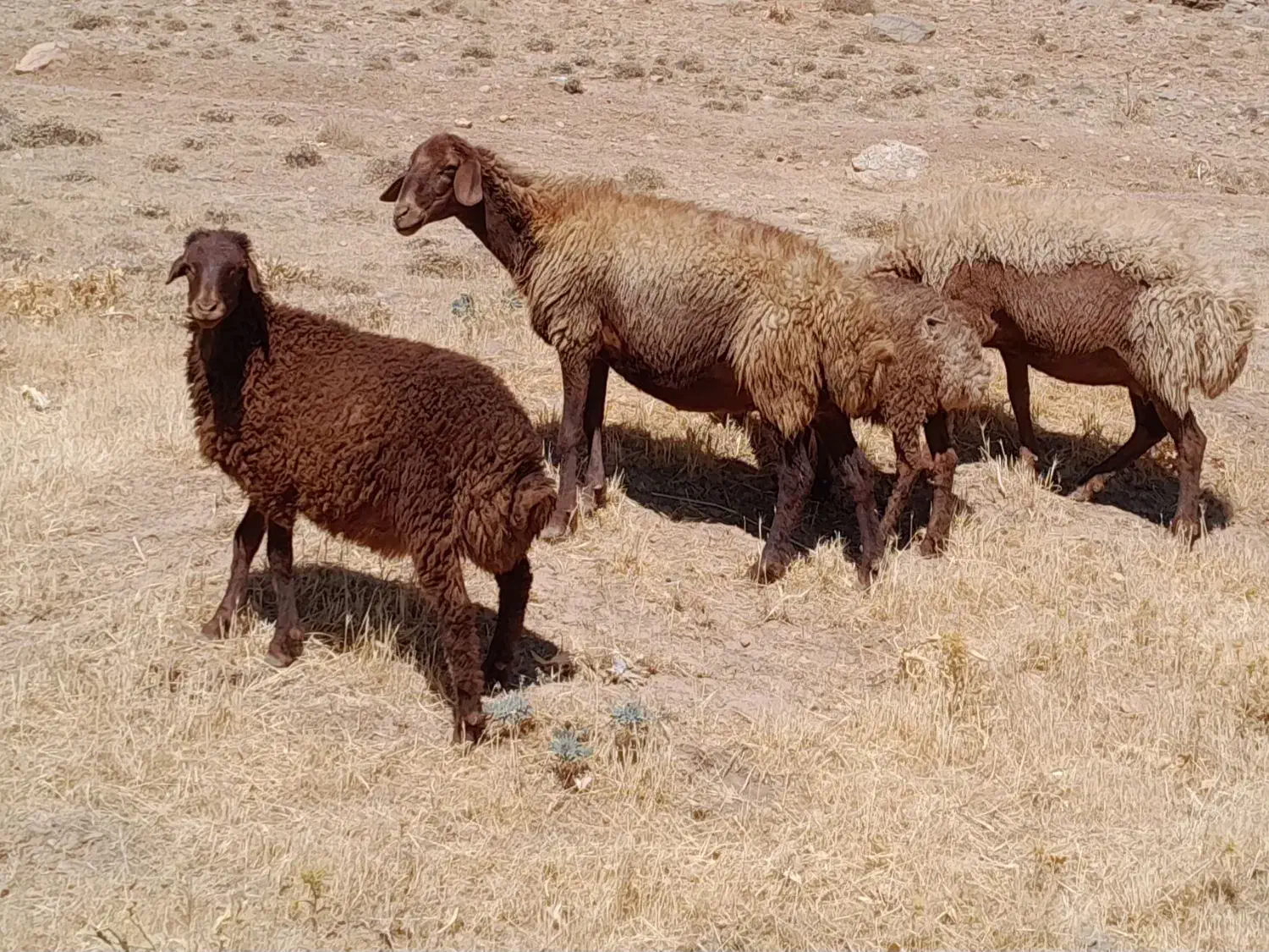 گوسفند و بره ،گوسفند آبستن سنگین ،قوچ ب شرط پرش|حیوانات مزرعه|سنقر, |دیوار