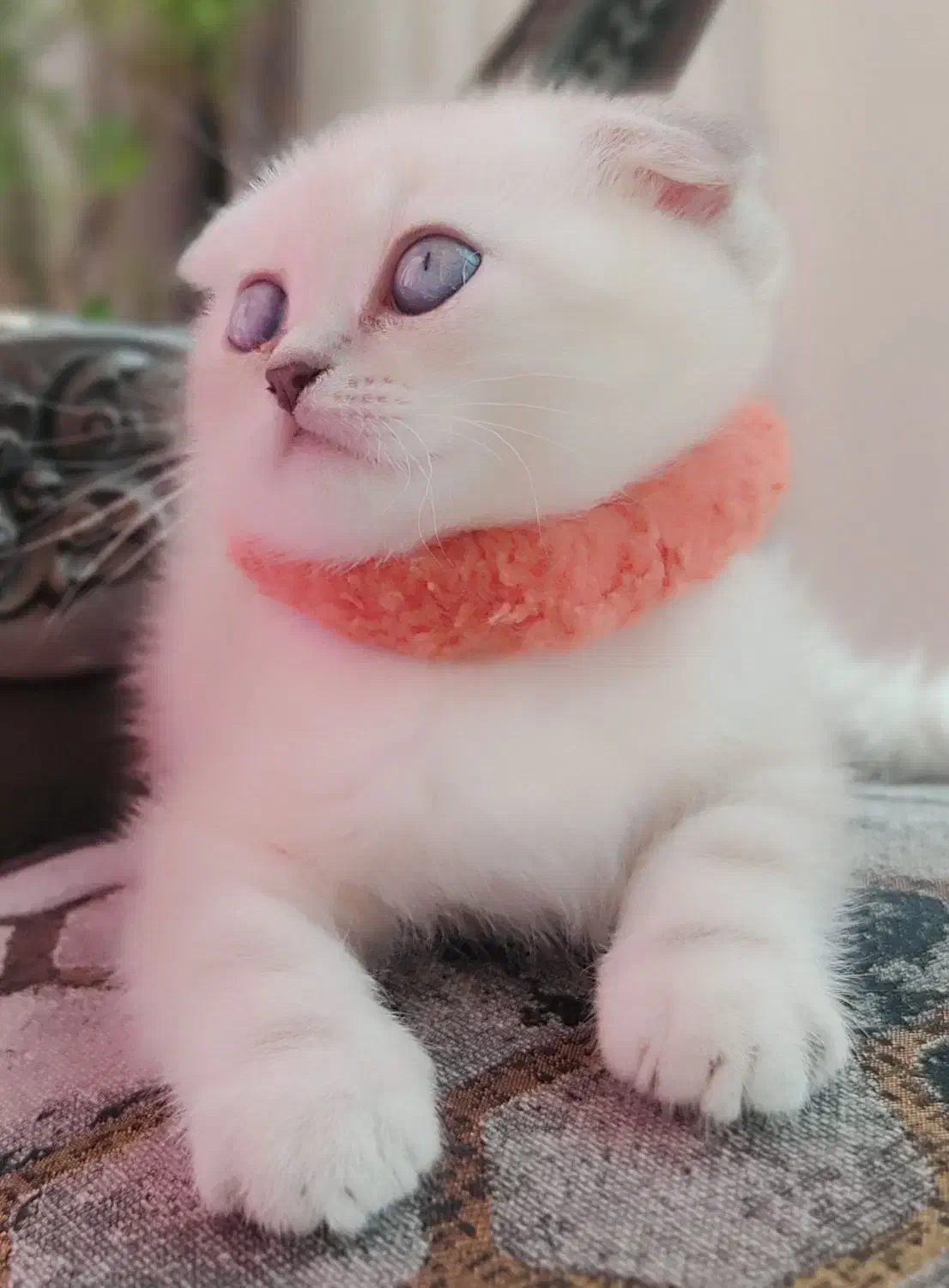 کوچولو ناز اسکاتیش فولد|گربه|ساری, |دیوار