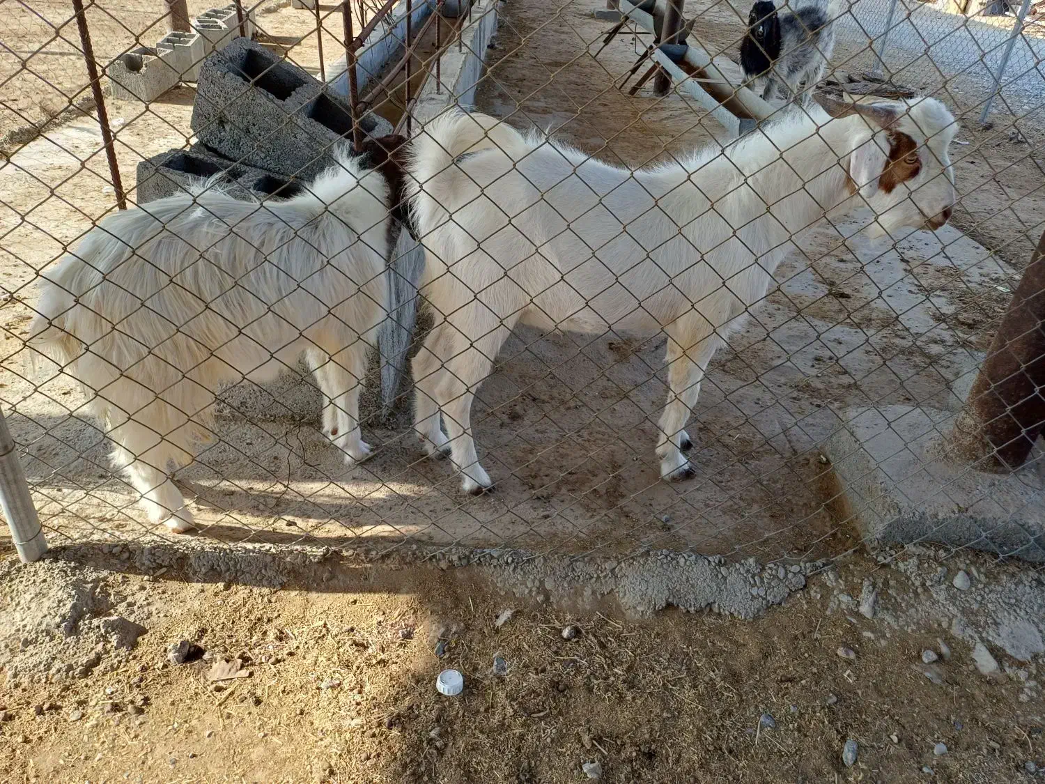 فروش بز و نری|حیوانات مزرعه|رودان, |دیوار