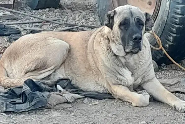 واگذاری سگ سرابی|سگ|ری, علایین|دیوار