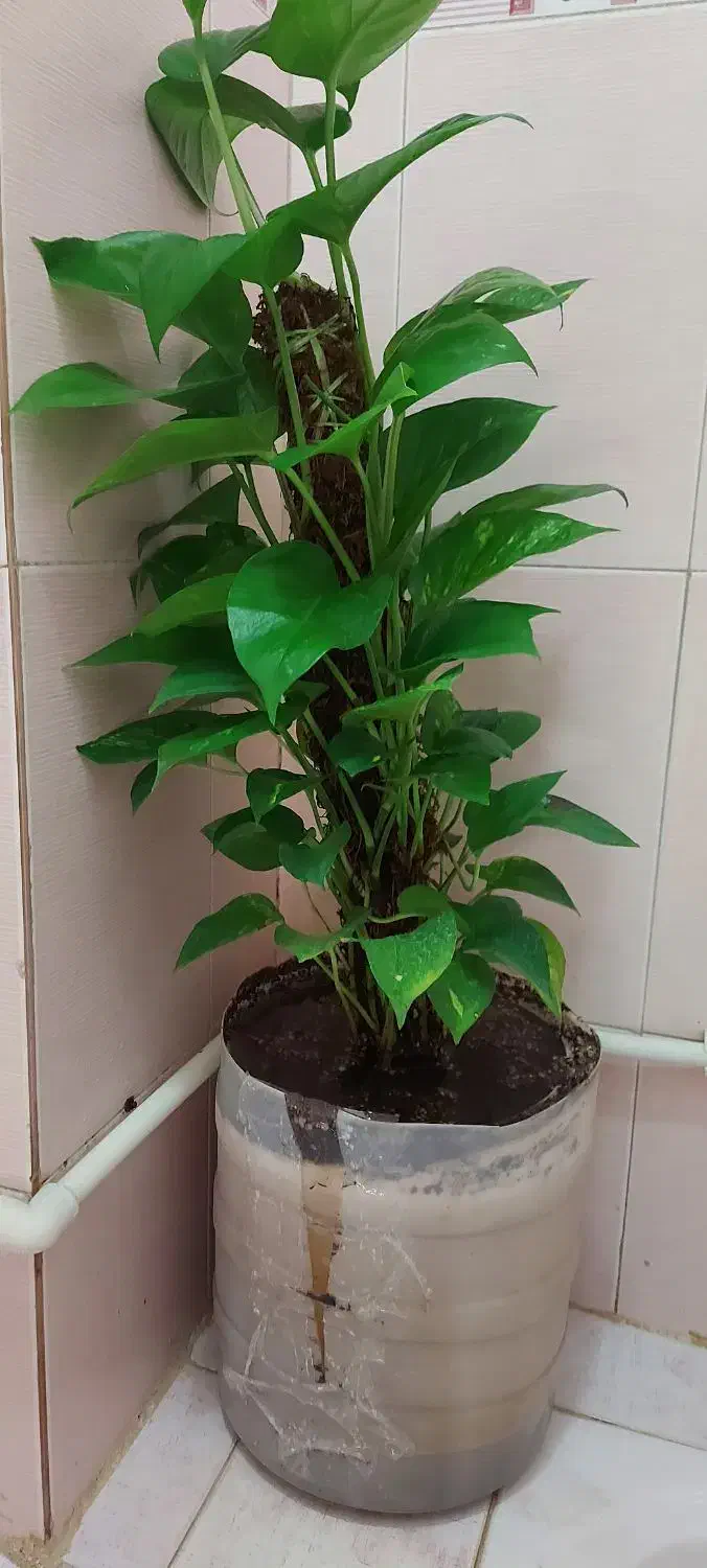 رشد انفجاری پتوس|گل و گیاه طبیعی|اهواز, گلستان|دیوار