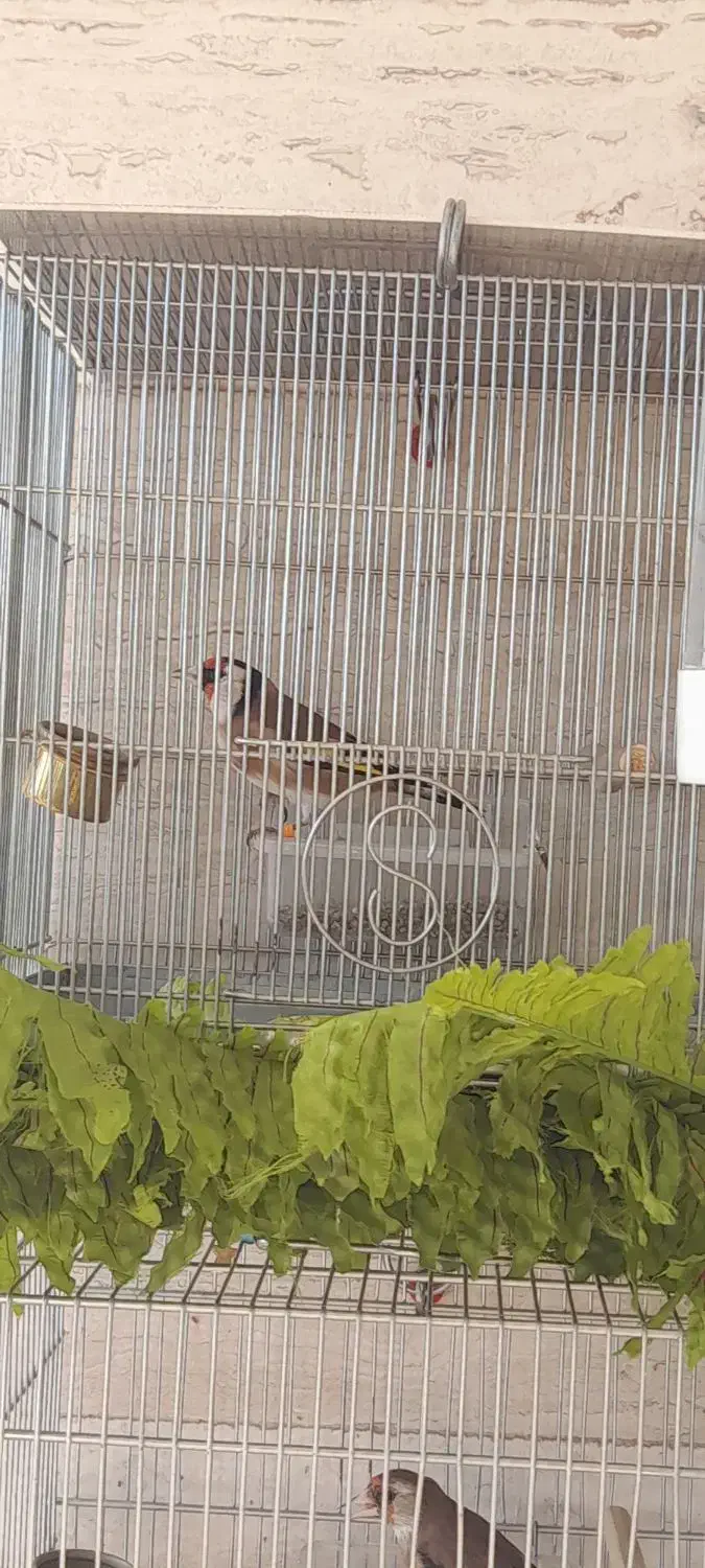 قفس s ریز بافت|لوازم جانبی حیوانات|تهران, امام زاده عبدالله|دیوار