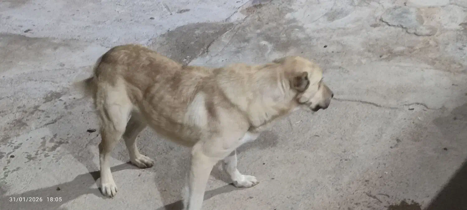 سگ گله|سگ|گرمخان, |دیوار