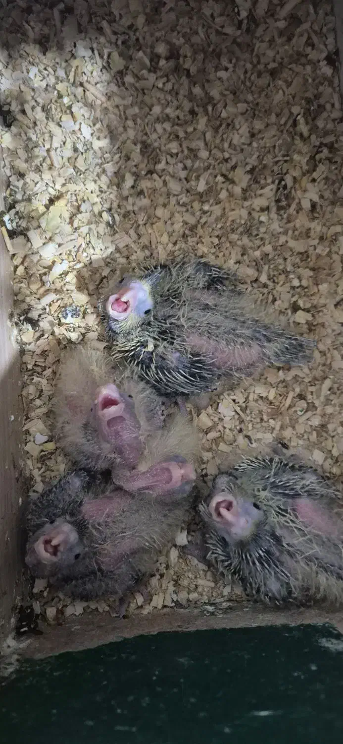 جوجه سرلاکی عروس هلندی|پرنده|بندر ماهشهر, |دیوار