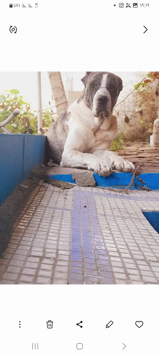 سگ خراسانی نر|سگ|فریدونکنار, |دیوار