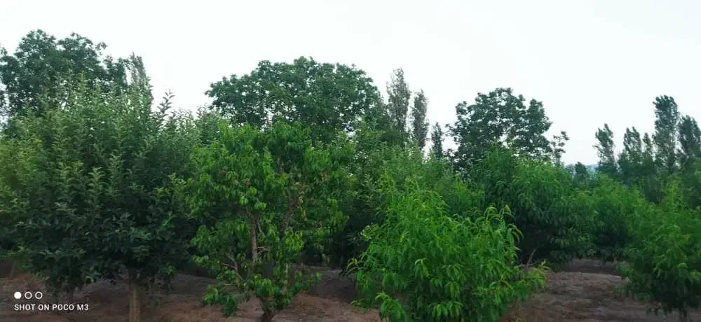 باغ در سه راهی یامچی به متراژ ۱۱۷۰۰|فروش زمین و ملک کلنگی|یامچی, |دیوار