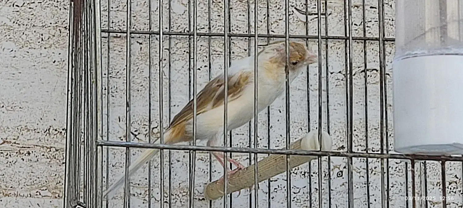 دو عدد قناری سفیدنر و یک عددسفید آهویی ماده|پرنده|کازرون, |دیوار