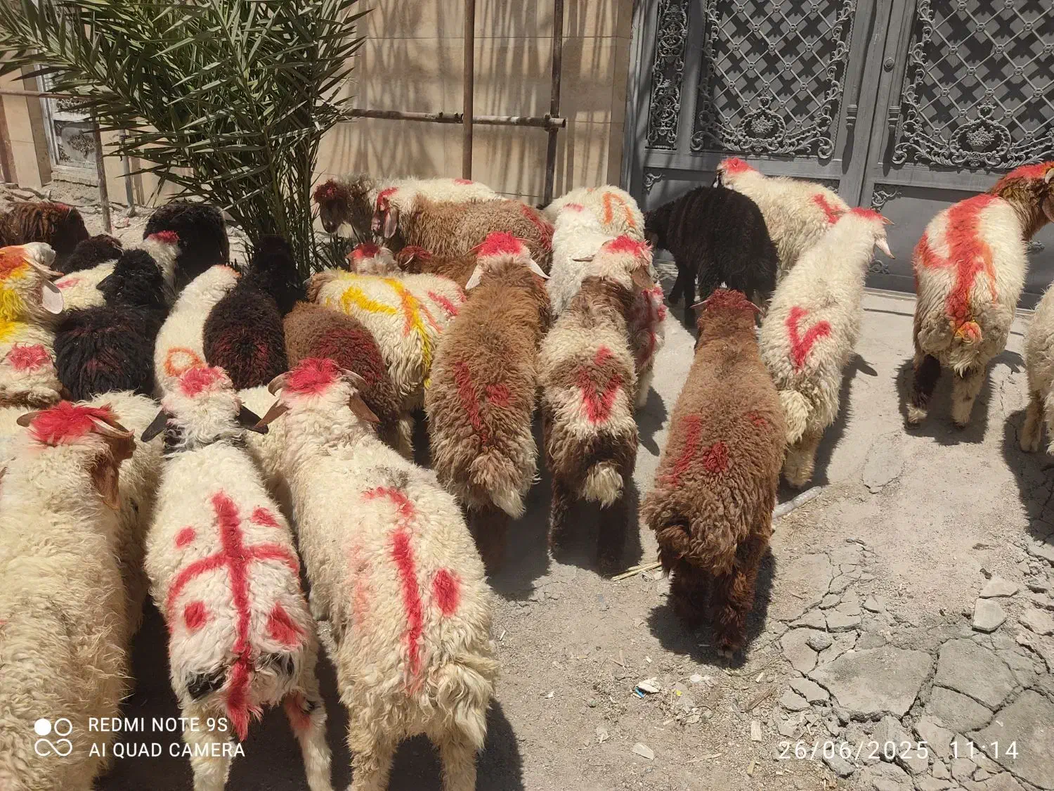 گوسفندوبره عربی چاق چاق((همراه باقصاب رایگان))|حیوانات مزرعه|اهواز, پادادشهر|دیوار