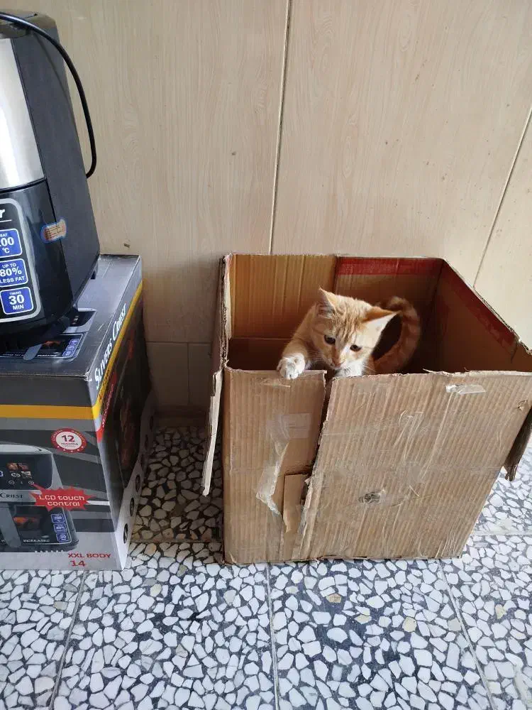 گربه گمشده|گربه|زابل, |دیوار