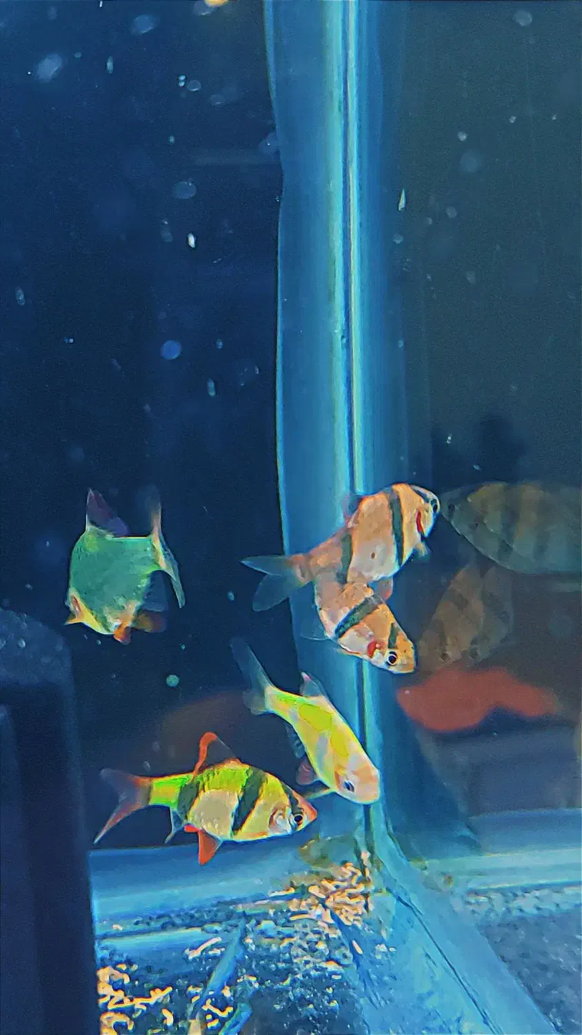 تایگر بارب . زبرا رنگی|ماهی|شهریار, شهرک وائین|دیوار