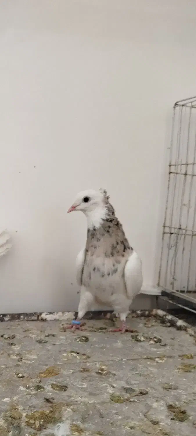 کبوتر طوقی|پرنده|مشهد, کوثر|دیوار