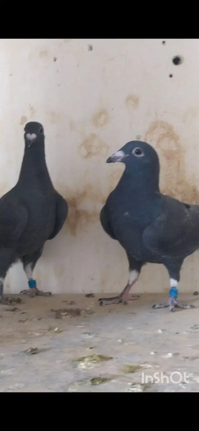 بزک سیاه سینه سفید جوجه|پرنده|گراش, |دیوار